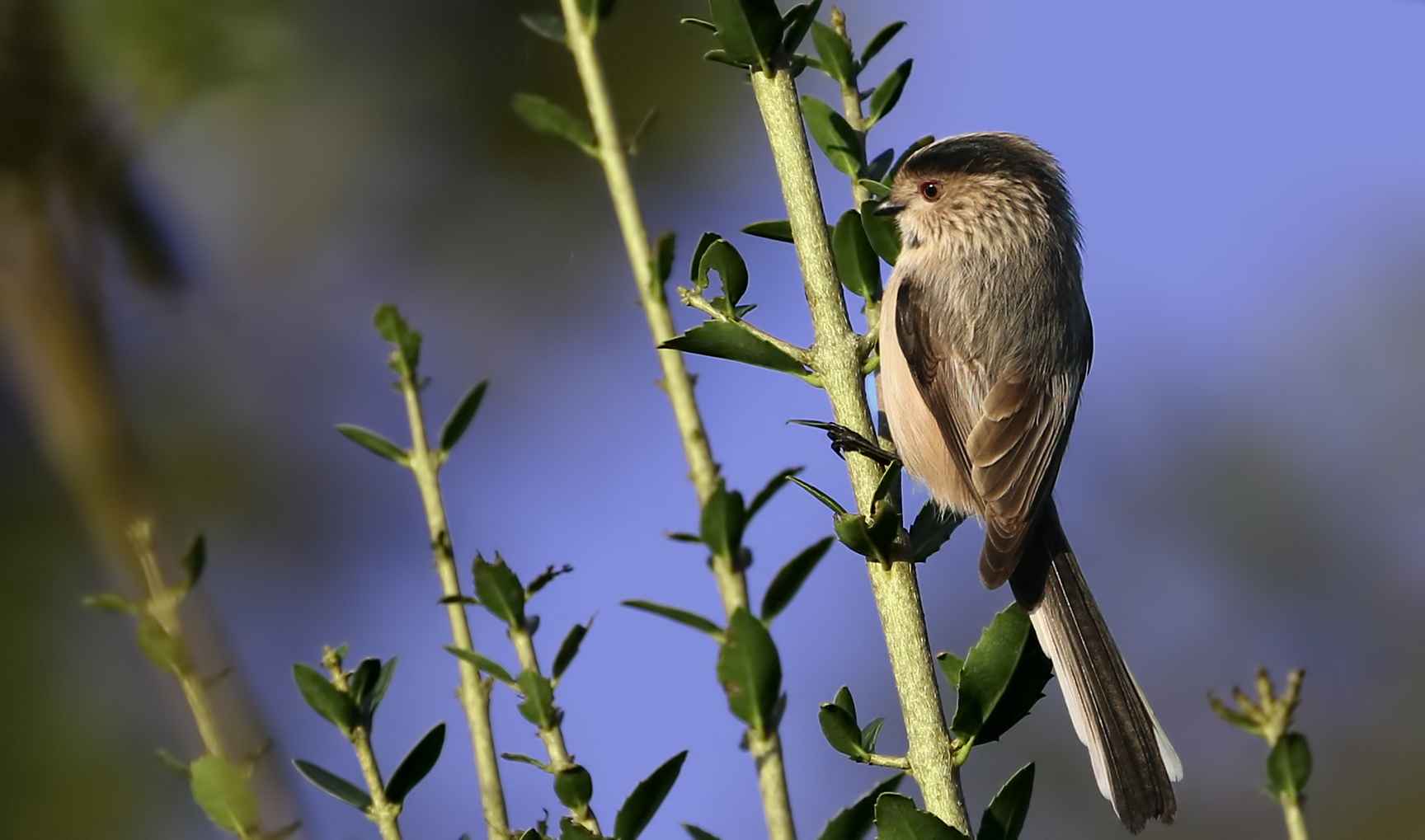 Long-tailed Tit